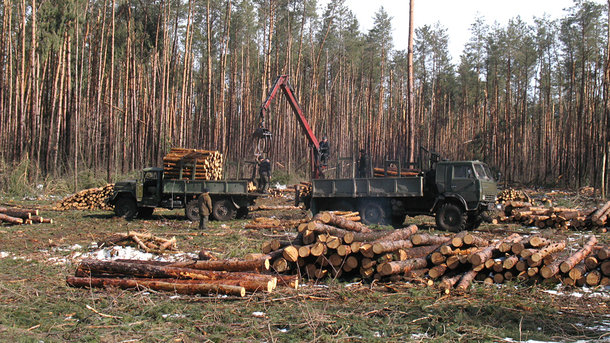 Хто знищує українські ліси